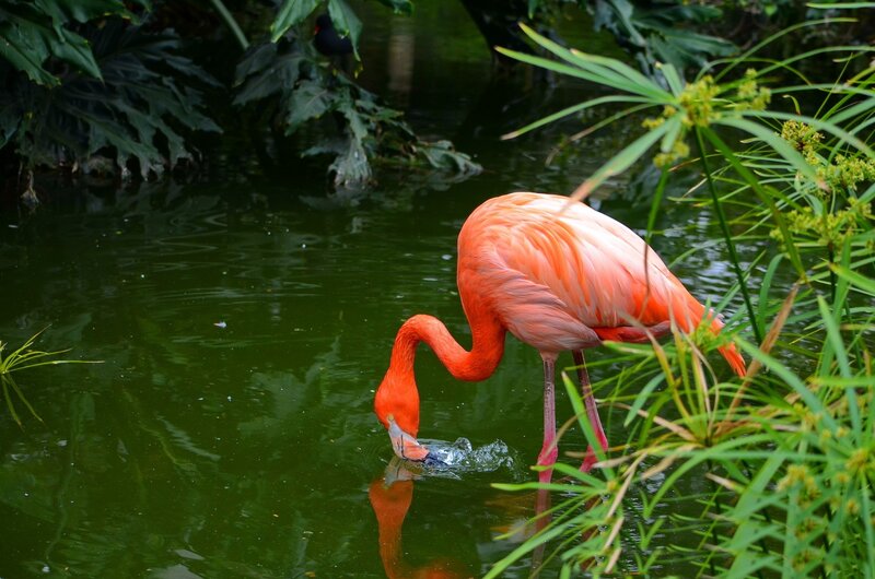 Pink Flamingo Drinking — Serene