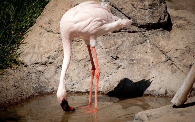 Pink Flamingo Drinking