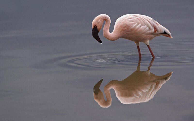 Pink flamingo in calm water