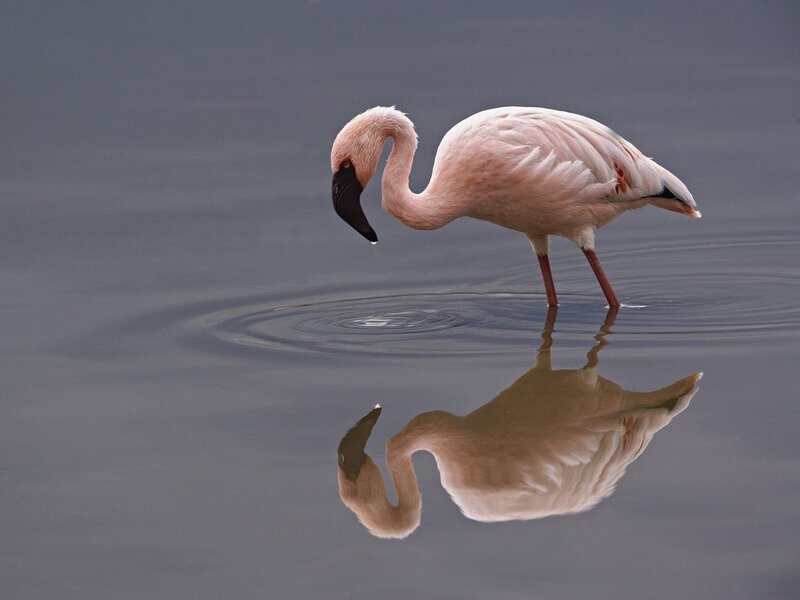 Pink flamingo in calm water