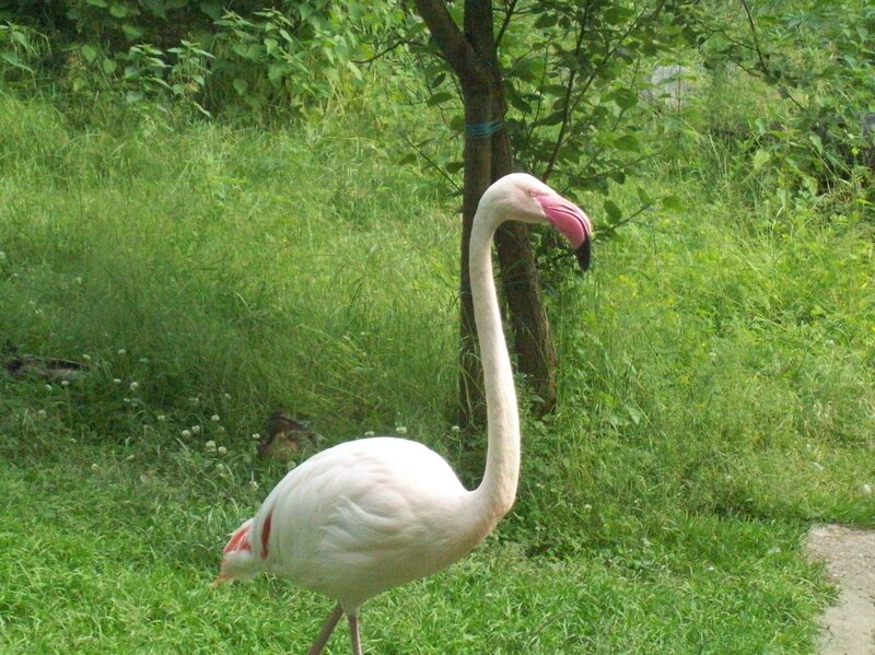 Pink Flamingo in Grass