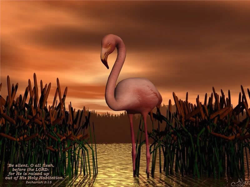 Pink Flamingo in Marsh