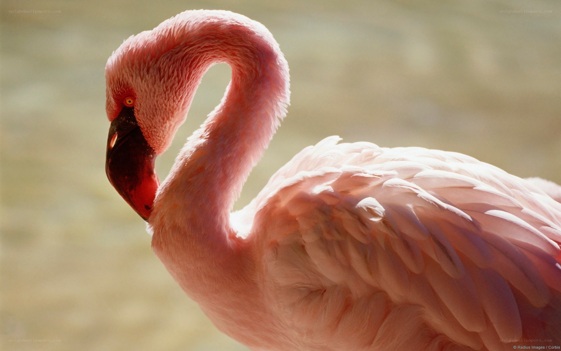 Pink flamingo in profile