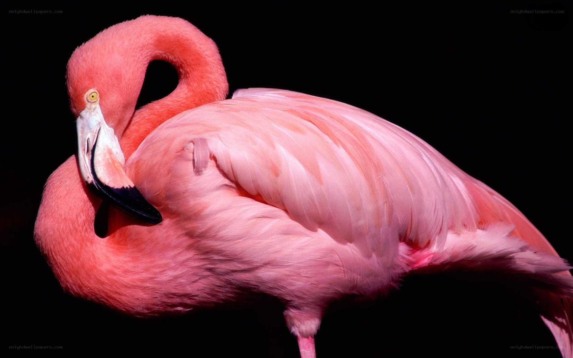 Pink flamingo in rest