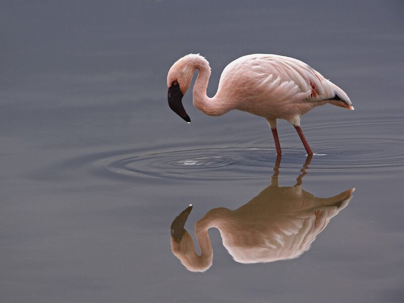 Pink flamingo in shallow water