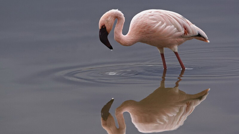 Pink flamingo in shallow water