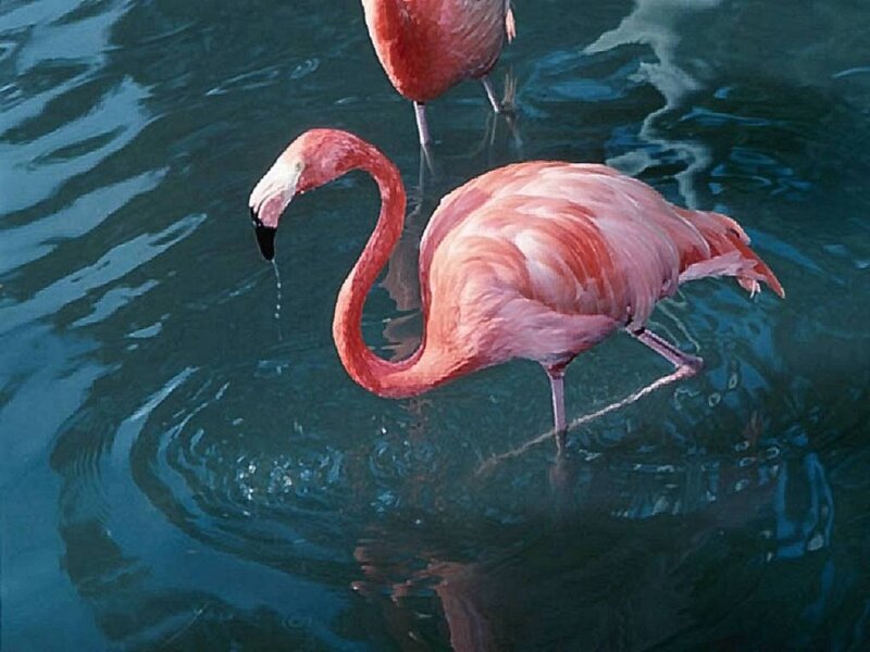 Pink Flamingo in Water — Calm
