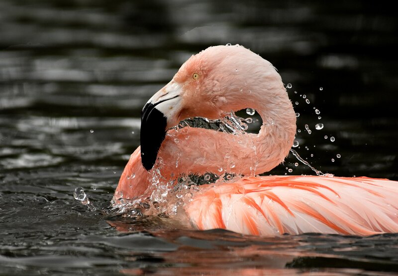 Pink Flamingo in Water — Dynamic