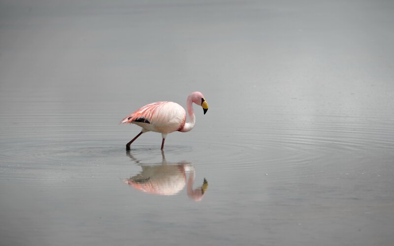 Pink Flamingo in Water — Gray