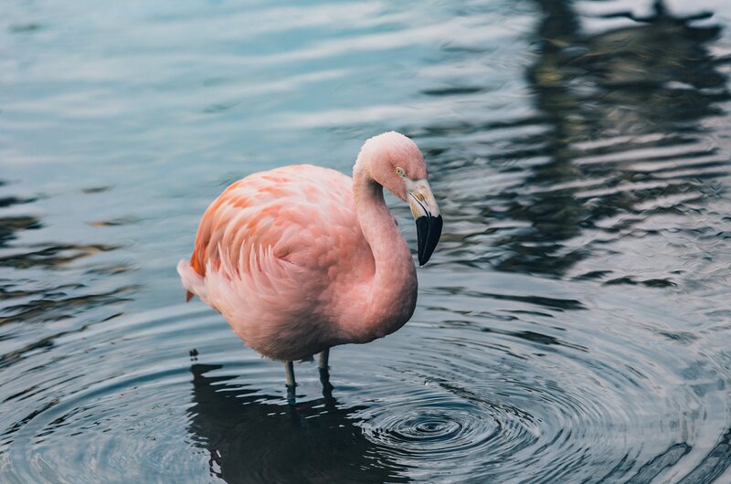 pink flamingo in water