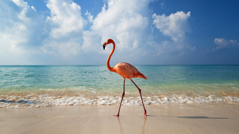 Pink Flamingo on Beach — Orange
