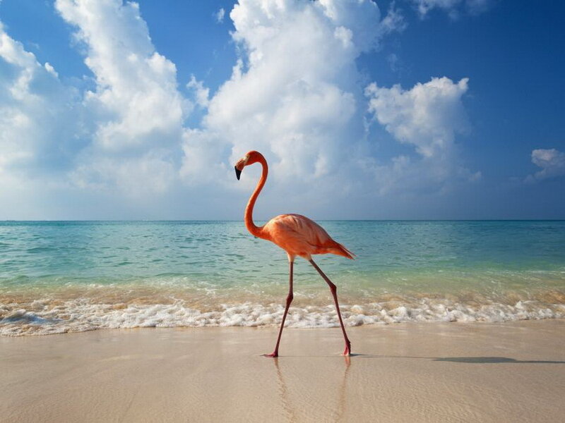 Pink Flamingo on Beach