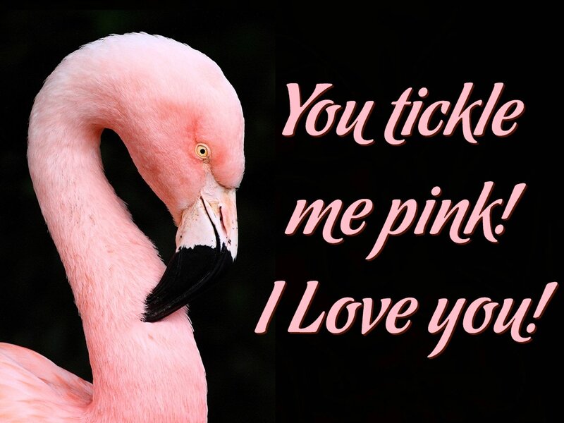 Pink Flamingo — Playful