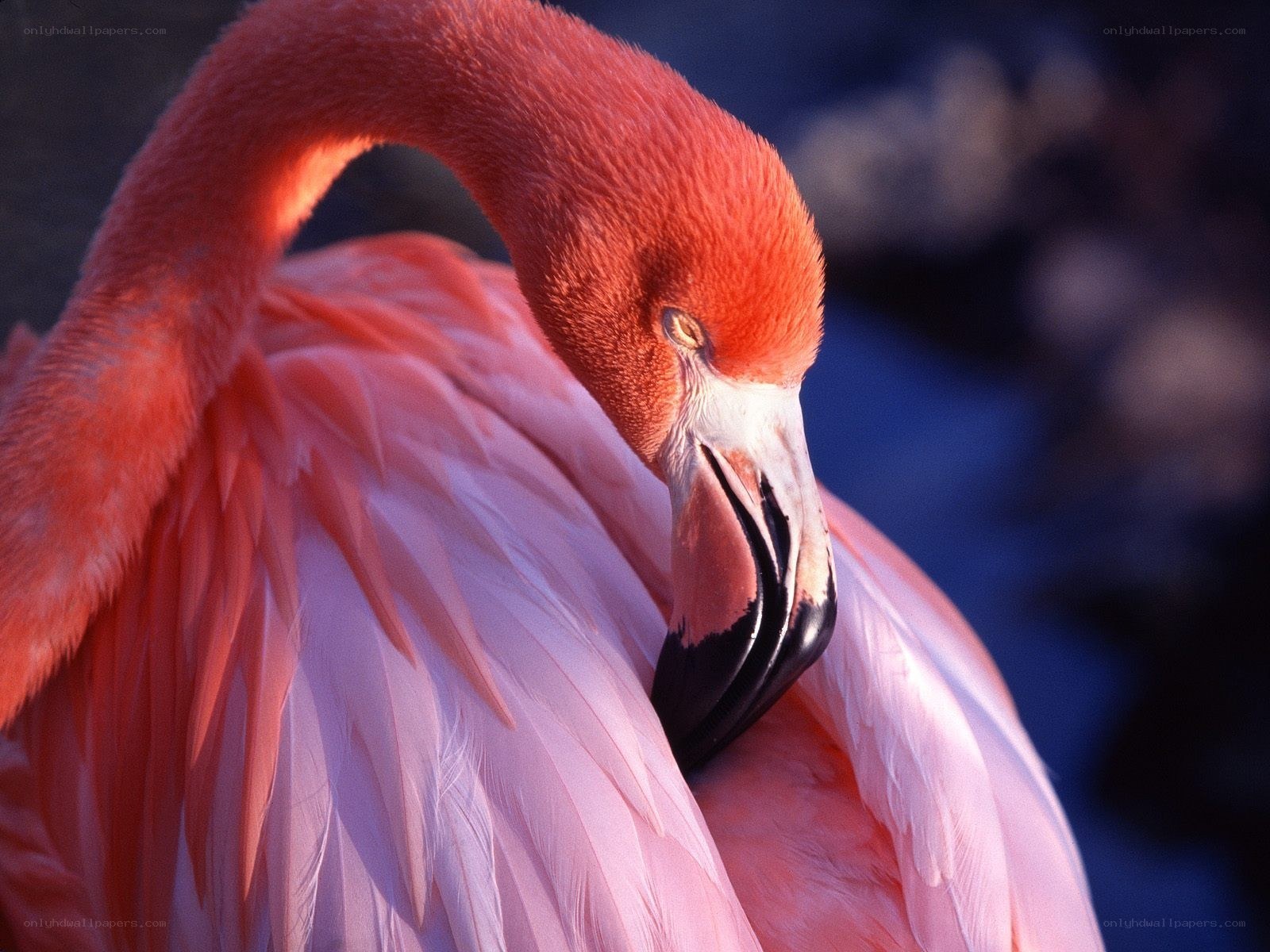 Pink flamingo preening