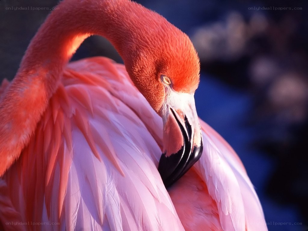 Pink flamingo preening