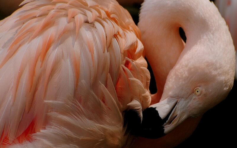 Pink Flamingo Preening — Calm, Photograph, Feathers