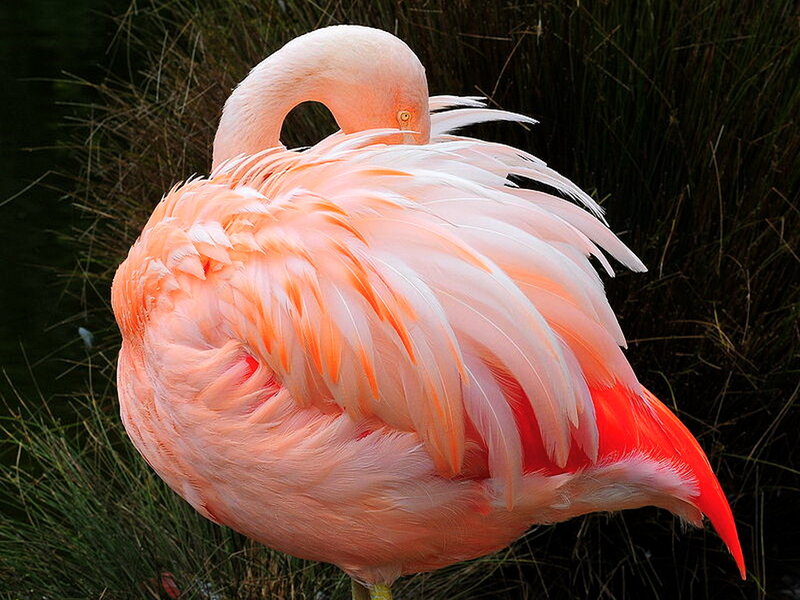 Pink Flamingo Preening — Calm, Photograph, Grass