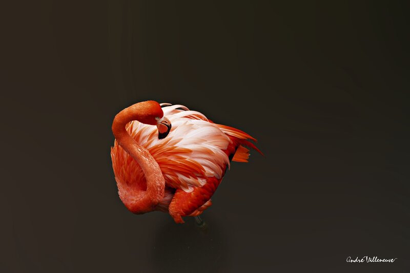Pink Flamingo Preening — Dramatic