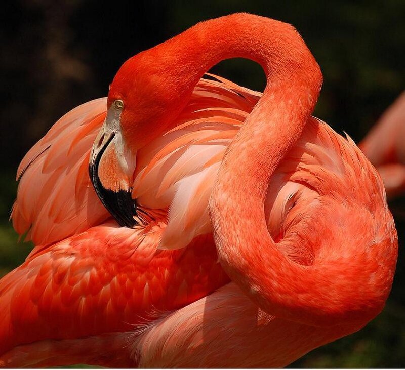 Pink flamingo preening feathers
