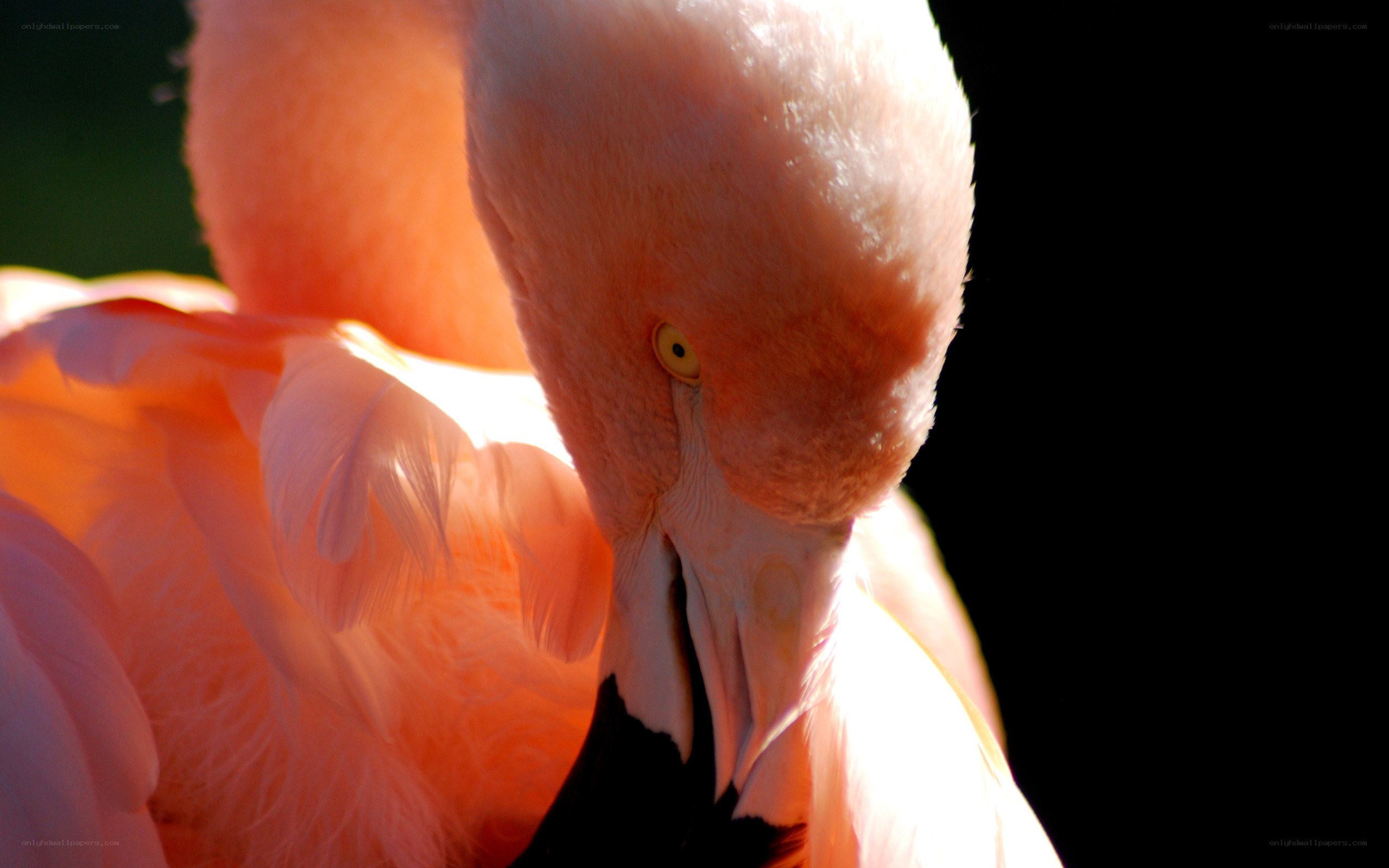 Pink flamingo preening feathers