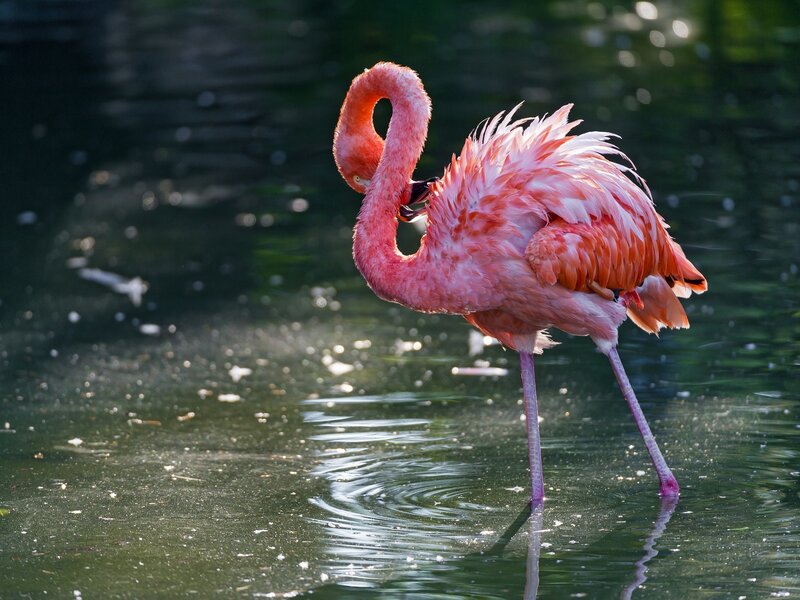 Pink flamingo preening in water