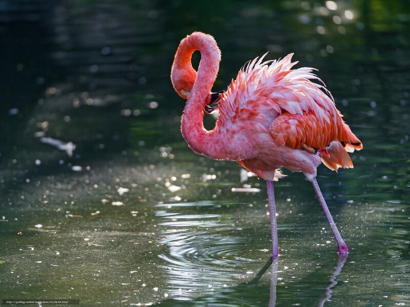Pink Flamingo Preening — Serene