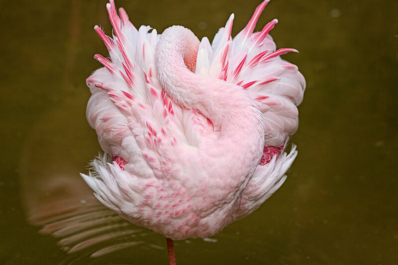 Pink flamingo preening