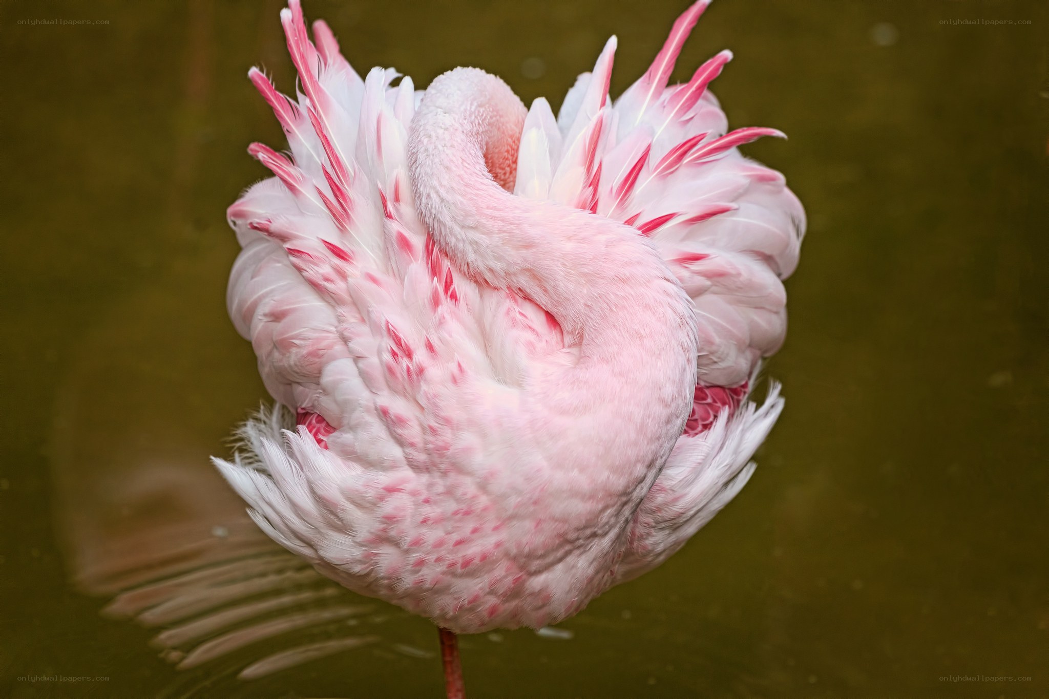 Pink flamingo preening