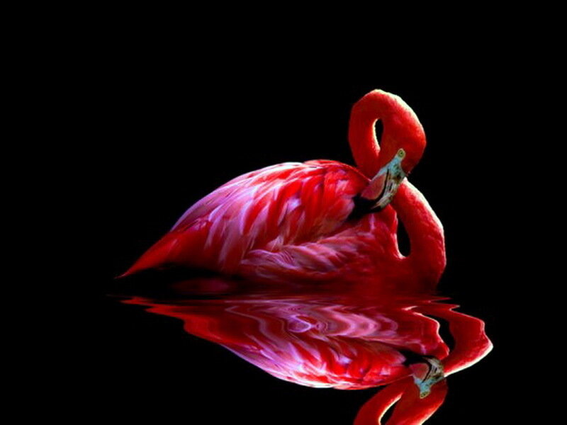 Pink Flamingo — Red