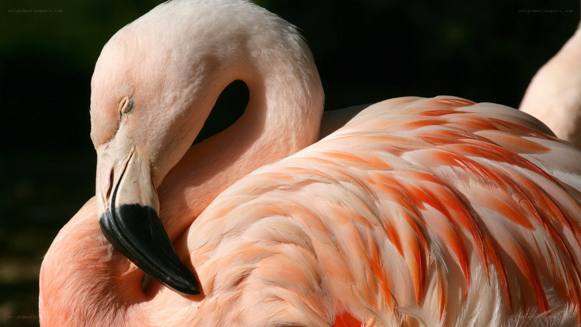 pink flamingo resting