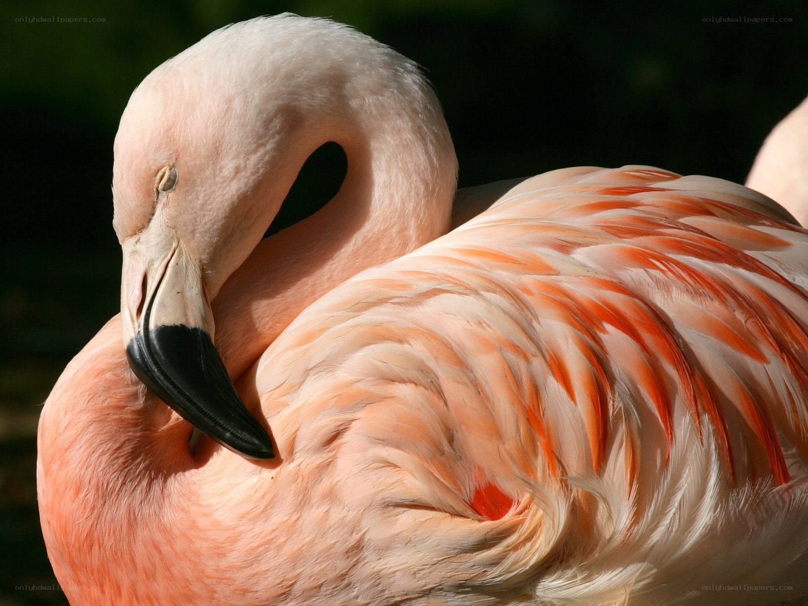 Pink flamingo resting