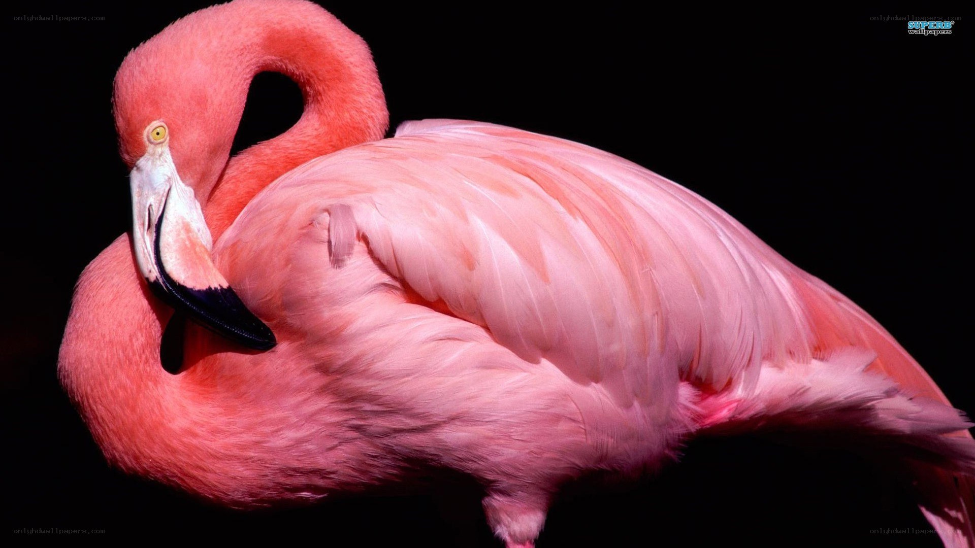 Pink flamingo resting