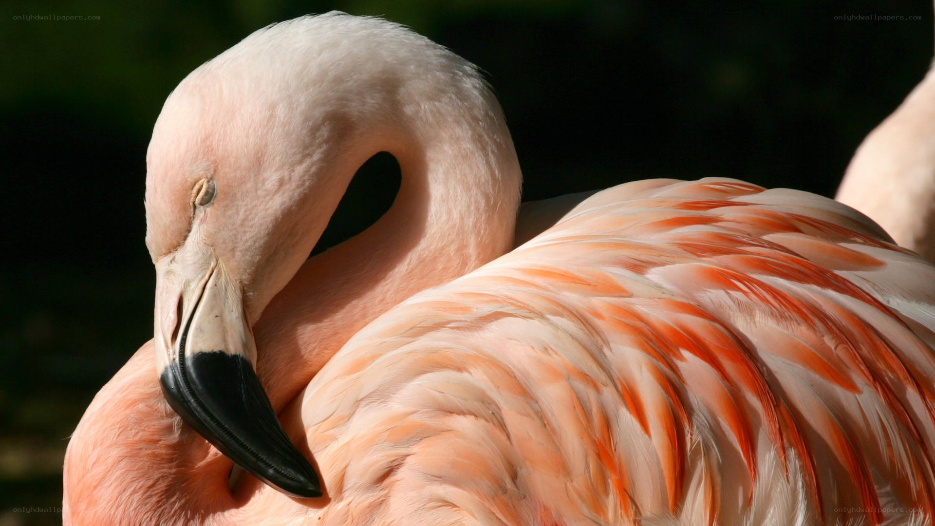 Pink flamingo resting