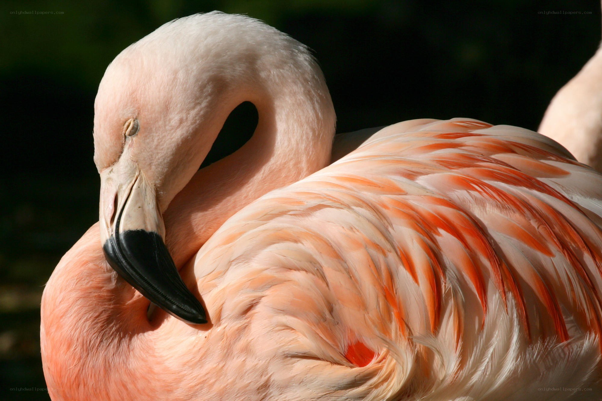 Pink flamingo resting