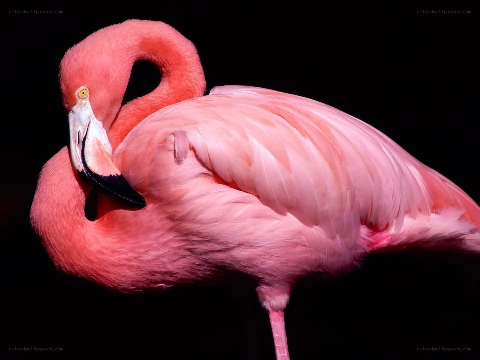 Pink flamingo resting