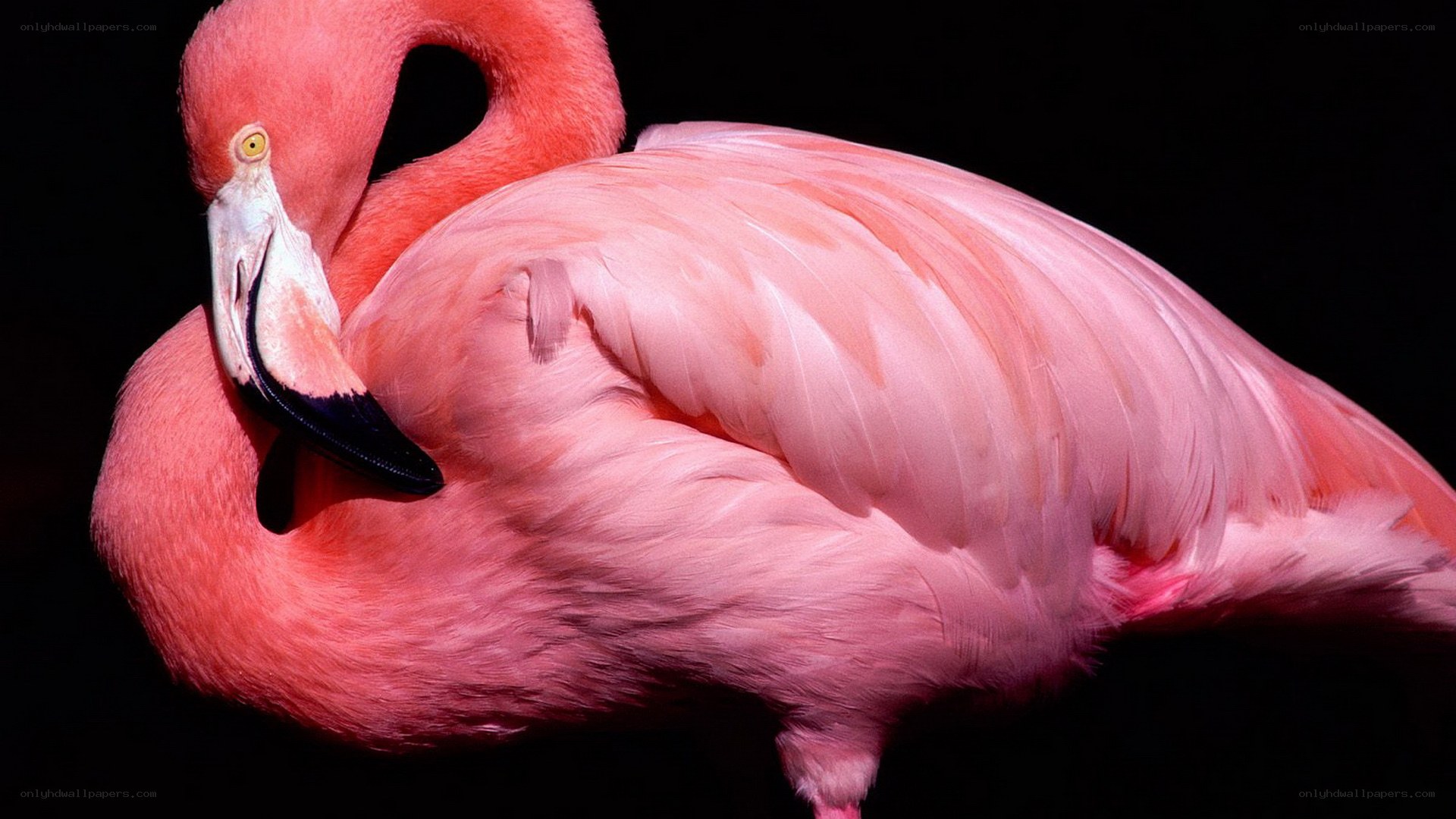 Pink flamingo resting