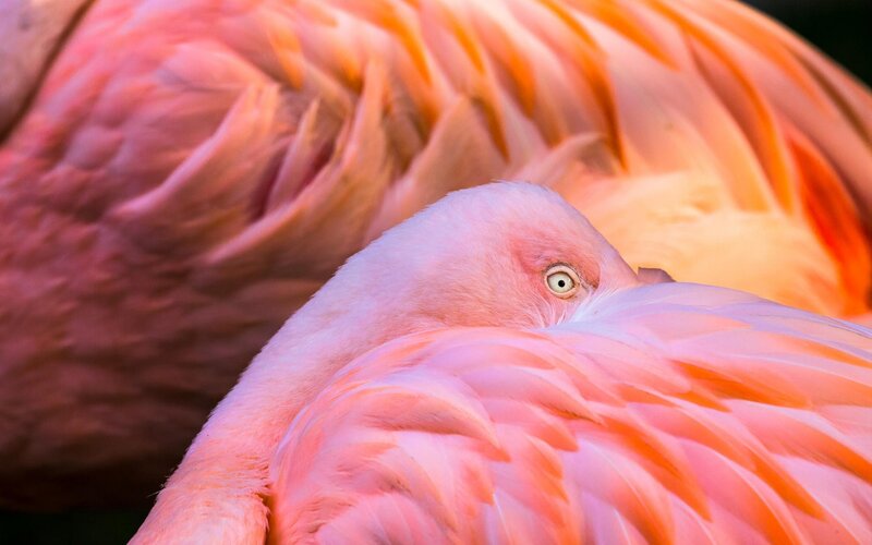 Pink Flamingo Sleeping — Calm