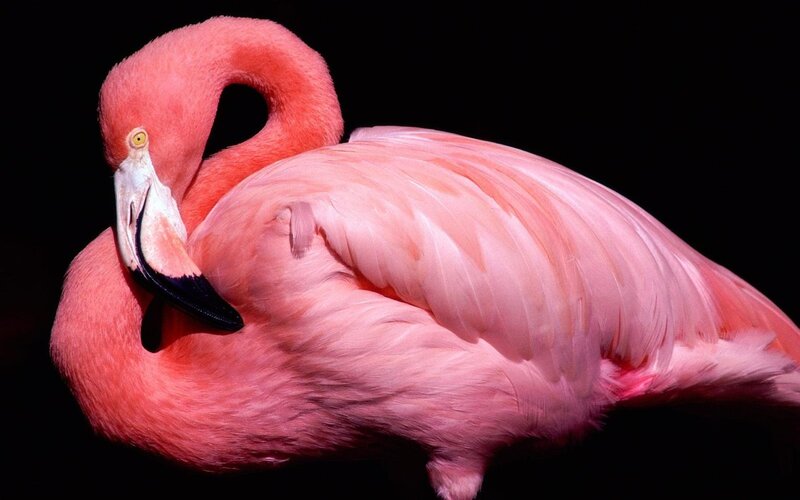 Pink Flamingo Sleeping — Serene, Photograph, Black Background