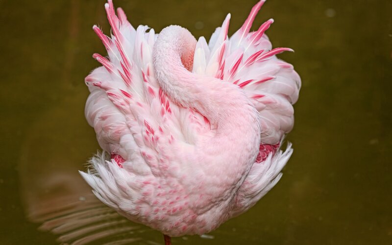 Pink Flamingo Sleeping — Serene, Photograph