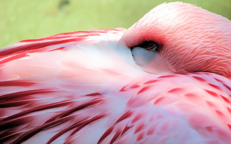 Pink Flamingo Sleeping — Serene