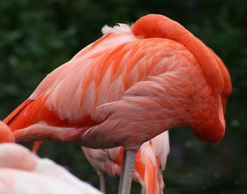 Pink Flamingo Sleeping