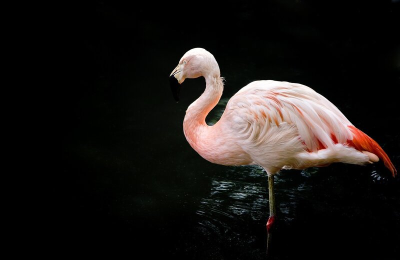 Pink Flamingo Standing — Dramatic