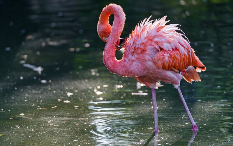 Pink Flamingo Standing — Serene, Afternoon