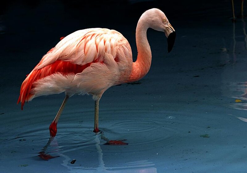 Pink Flamingo Standing — Serene