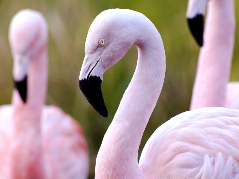 Pink Flamingo