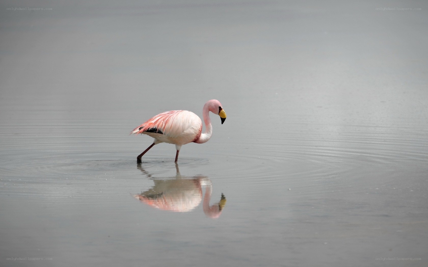 Pink flamingo wading in water