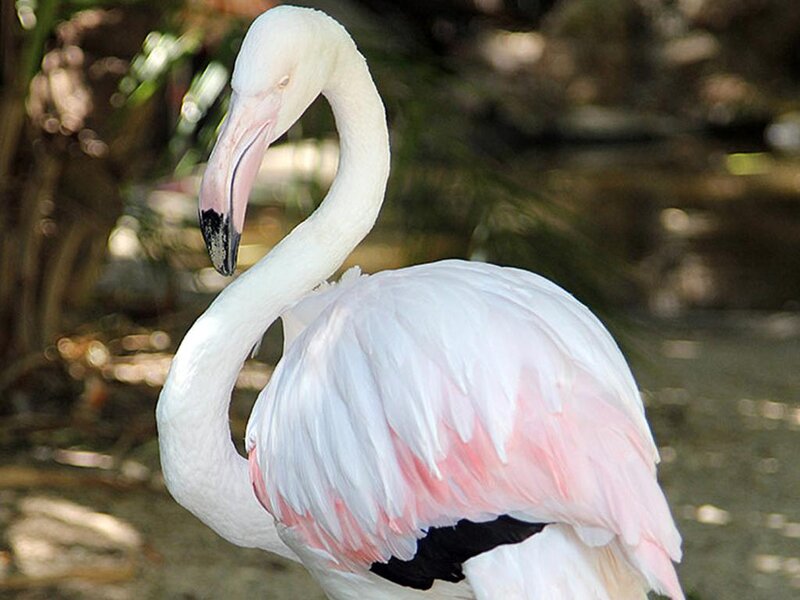 Pink Flamingo — White