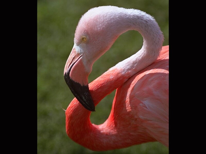 pink flamingo with curved neck