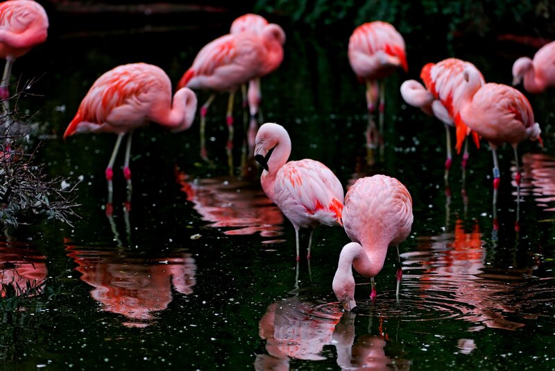 Pink flamingos in a pond