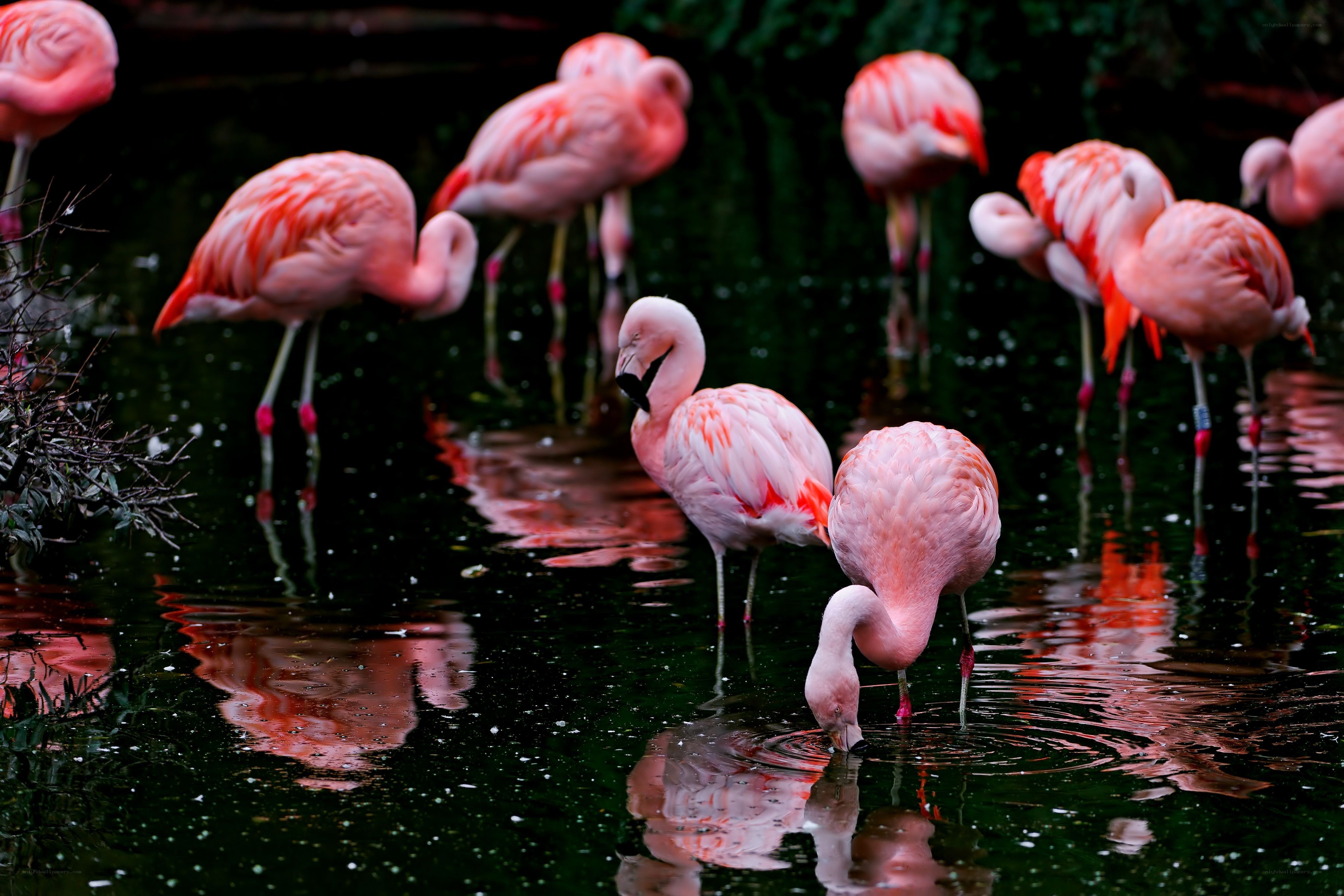 Pink flamingos in a pond